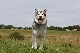 ALASKAN MALAMUTE 685